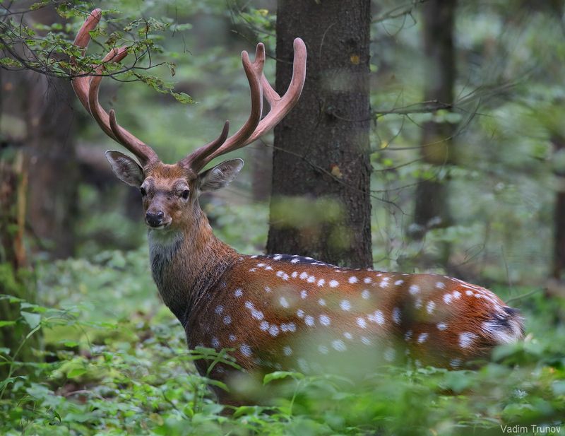 олень, пятнистый олень Пятнистый олень фото превью
