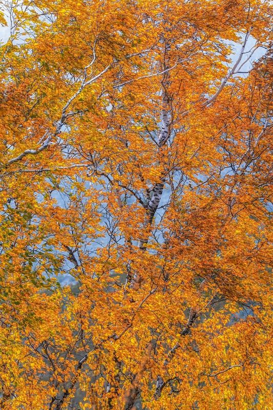 Просто осеньphoto preview