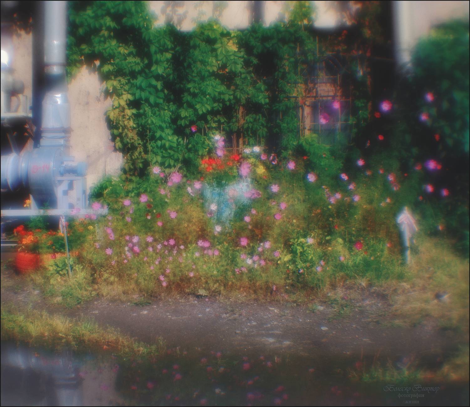 Заводской цветник. Автор: Болеско Виктор монокль, индустар-50, artрhoto, manuallens, художественное фото, Болеско Виктор