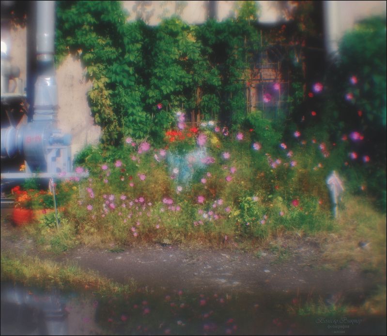 монокль, индустар-50, artрhoto, manuallens, художественное фото Заводской цветникphoto preview