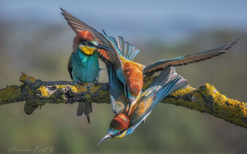 щурка, золотистая щурка, пчелоедка, merop apiaster Изгнаниеphoto preview