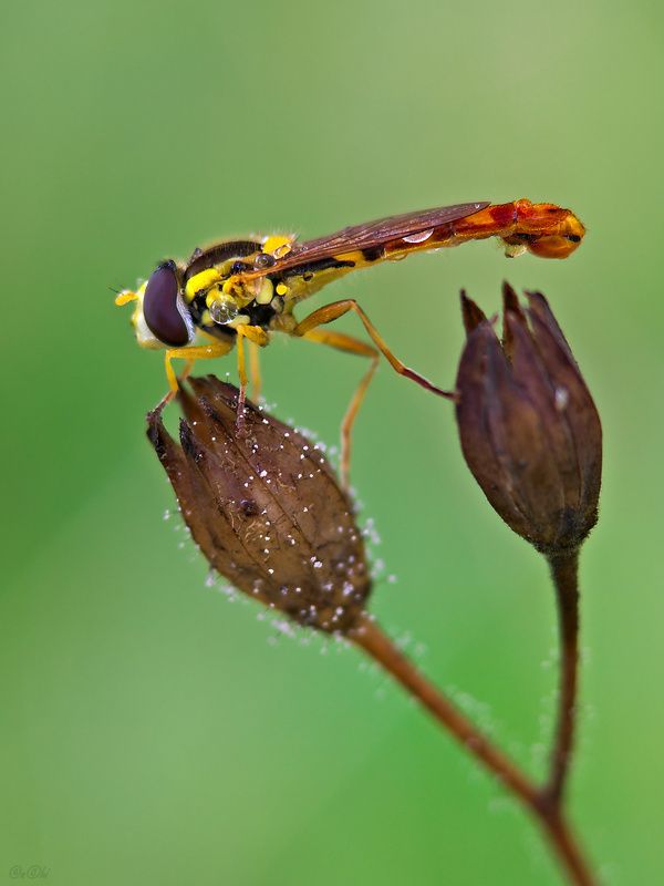 муха журчалка #муха3photo preview