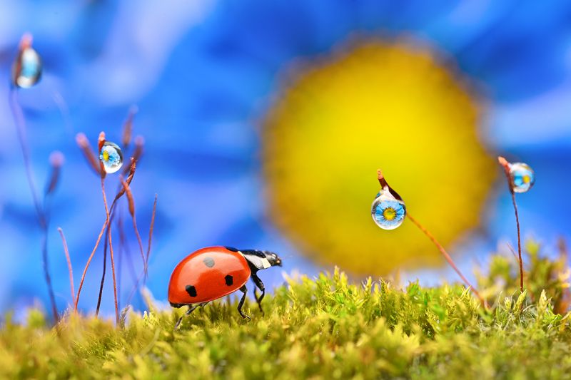 ceclii, macro  фото превью