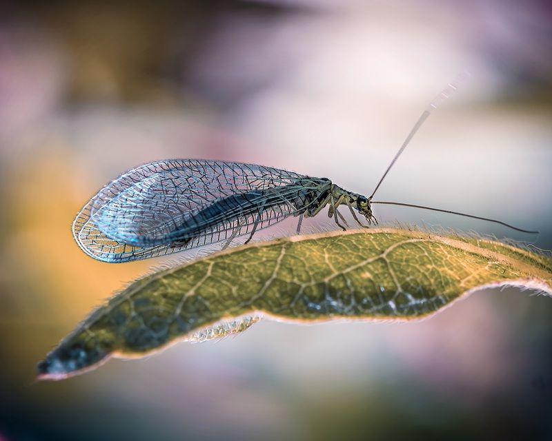 Нежная златоглазкаphoto preview