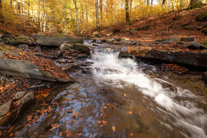 лес, река, листопад, осень Осенняя магияphoto preview
