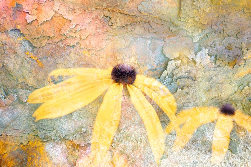 close-up Дуэт... фото превью