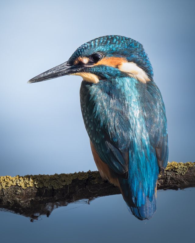 Обыкновенный зимородок (Alcedo atthis) photo preview