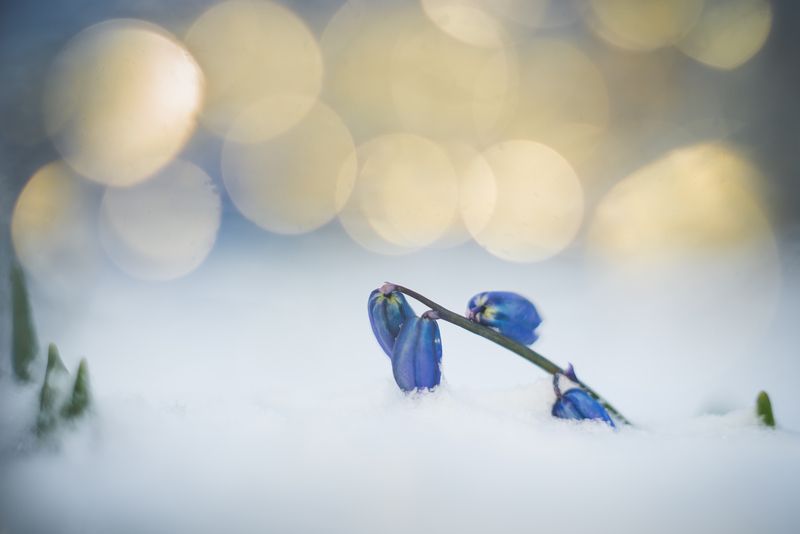 пролеска, боке Сонphoto preview