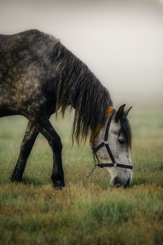 лошадь, конь, животное, природа, утро, рассвет, туман, пастбище, трава, еда, корм, мир, спокойствие, красота, крупный план. Утренняя трапезаphoto preview