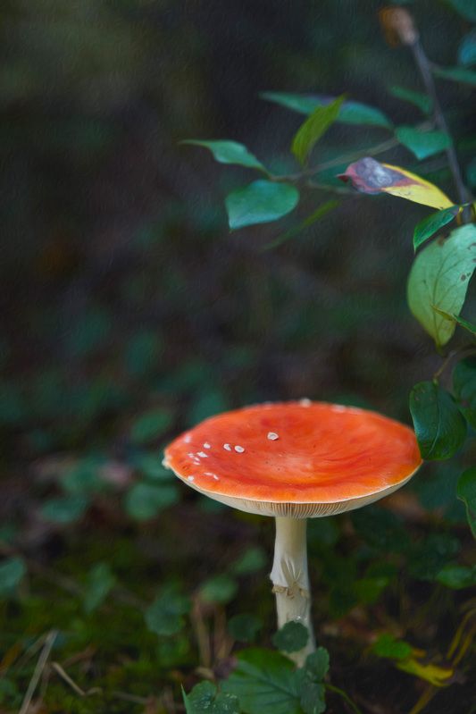 гриб, лес Мухоморчикphoto preview
