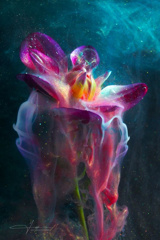 Night flower in acrylicphoto preview