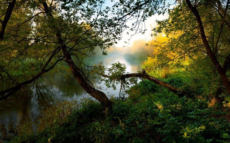 тихая сосна, дивногорье, лиски, утро Тихая соснаphoto preview