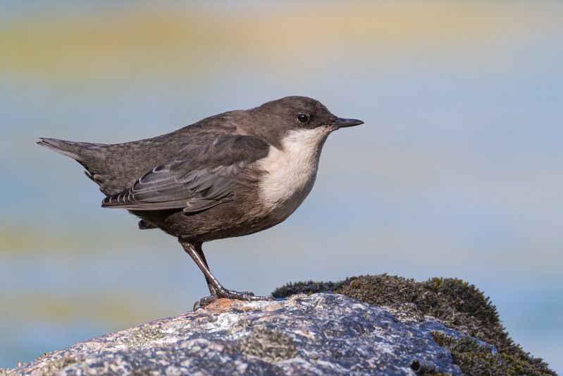 оляпка, птицы Оляпкаphoto preview