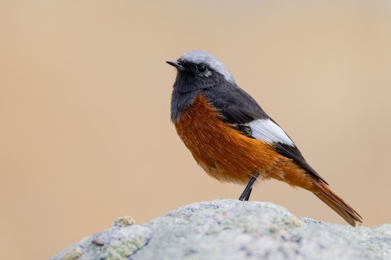 краснобрюхая горихвостка, птицы, горихвостка, алтай Краснобрюхая горихвосткаphoto preview