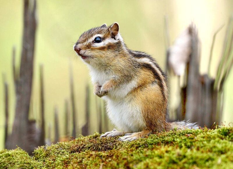 Полосатик.photo preview