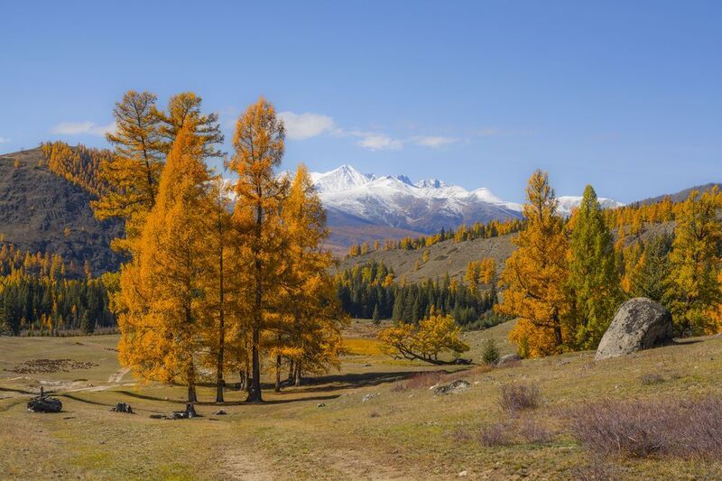 россия, горный алтай, осень, лиственницы Время золотых лиственницphoto preview
