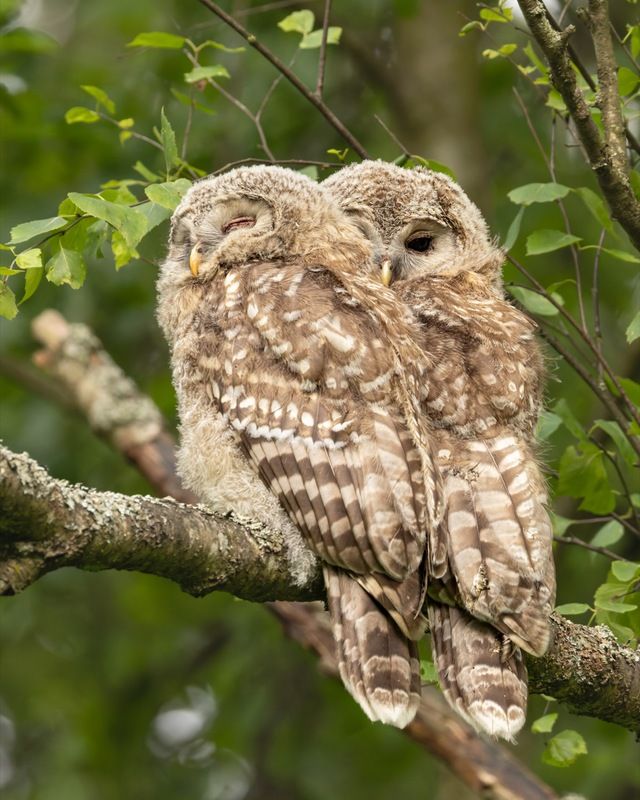 сова, совенок, уральская неясыть, птицы, неясыть, длиннохвостая неясыть, красная книга photo preview