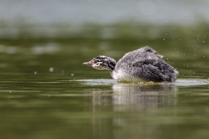 красношейная поганка, птицы, поганка, птенец Красношейная поганка фото превью