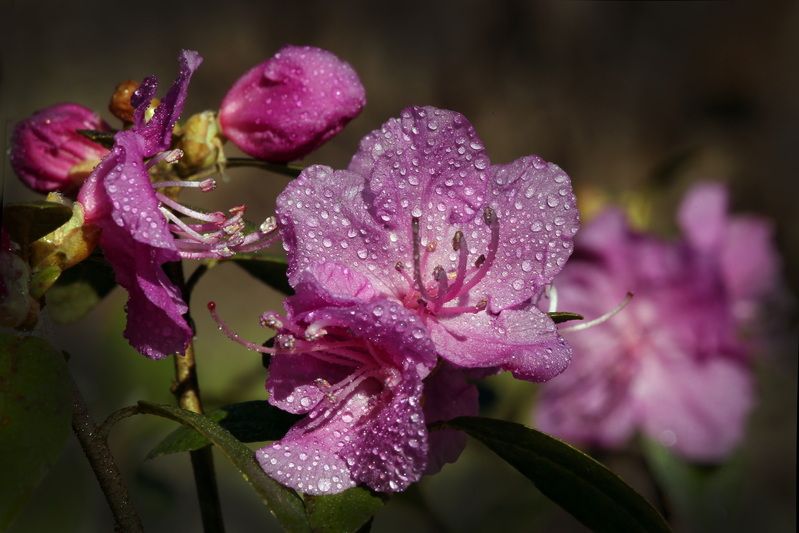 рододендронphoto preview