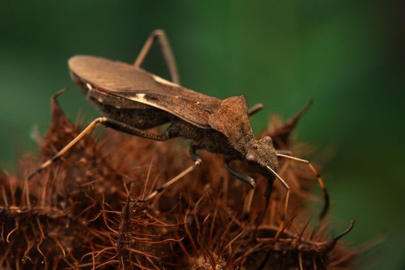 Megalotomus ornaticepsphoto preview