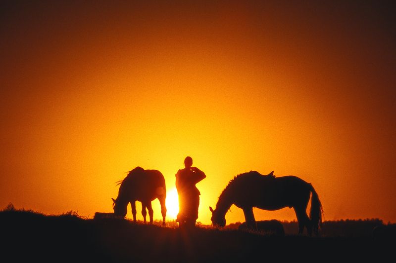 кони, лошадь, закат, силуэт Цивиньяphoto preview