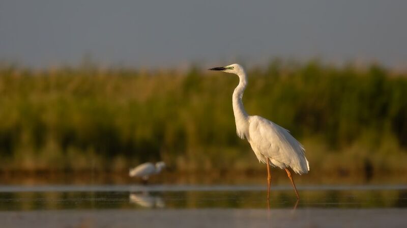 Белая цапля. photo preview