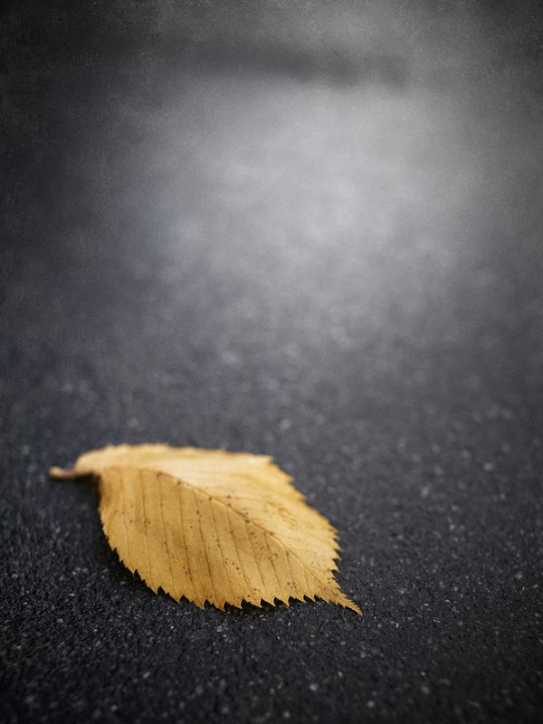 осень, листья, липа, сентябрь, настроение Отшелестел.photo preview