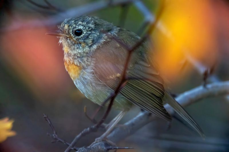 В красках осениphoto preview