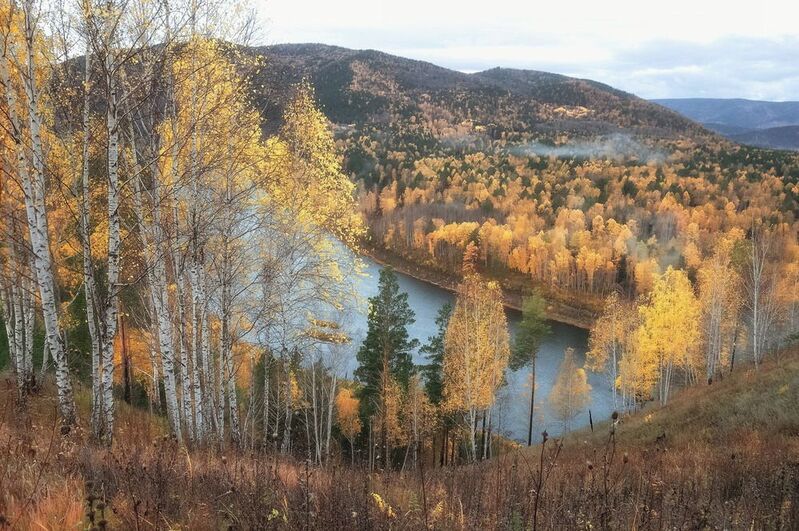 сибирь, манская петля, осень, березы Золотая пораphoto preview