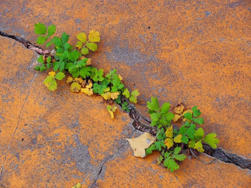 Осеннееphoto preview