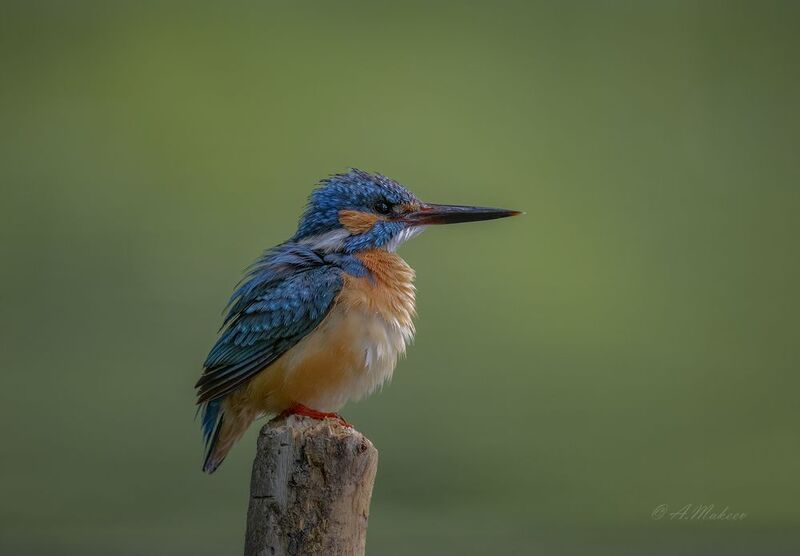 Зимородокphoto preview