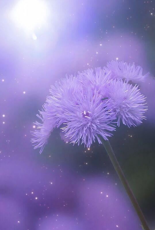 макро, macro, цветы, flowers Агератум Гаустонаphoto preview