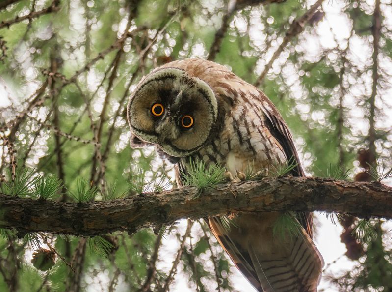 сова, ушастая, ракурс, лес, Совсем СВОЙ ракурс!! (3ФОТО)photo preview