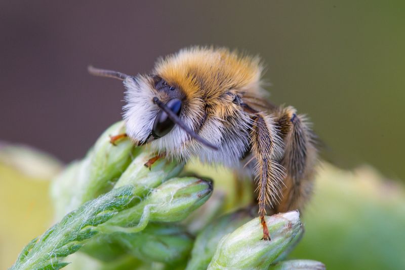 Пчёлка.photo preview