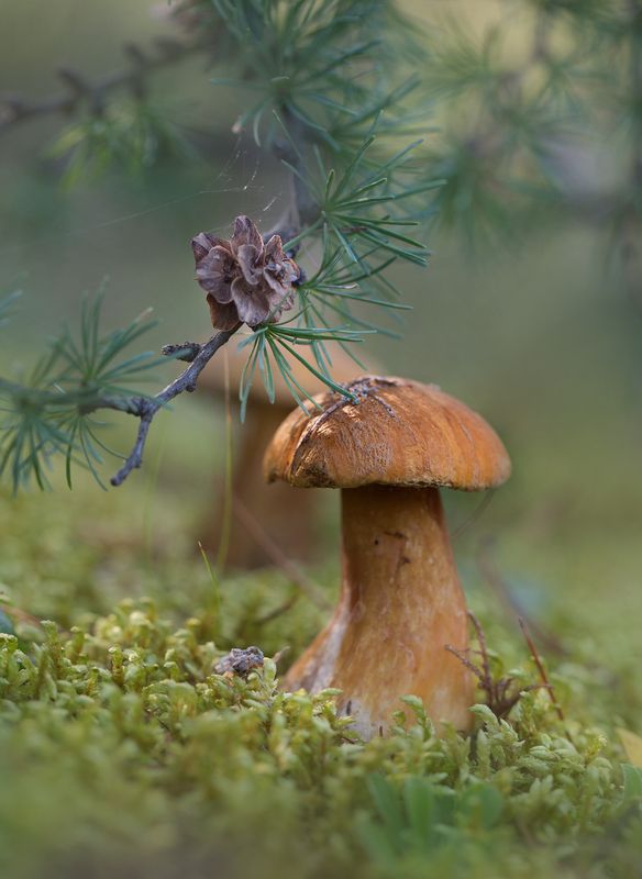 нерюнгри, моховик, якутия, женялевина, евгениялевина, грибыякутии, растениялевиной, Моховичок фото превью