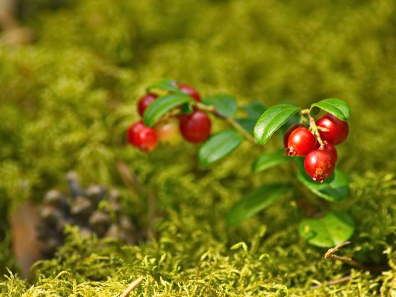 лес, август, брусника Пузатенькаяphoto preview