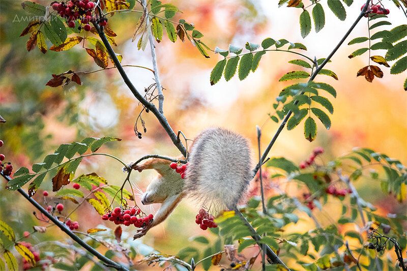 Гурманphoto preview