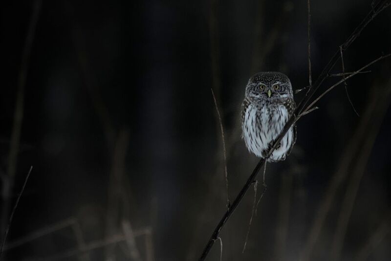 птицы, сова, природа россии Воробиный сычphoto preview