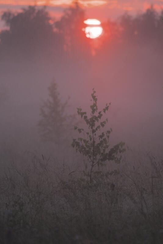 рассвет, туман, подмосковье, истра, россия, природа, поле Брусничный цветphoto preview