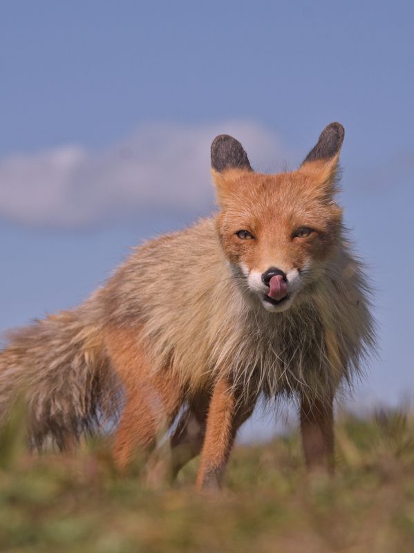 Лисица обыкновеннаяphoto preview