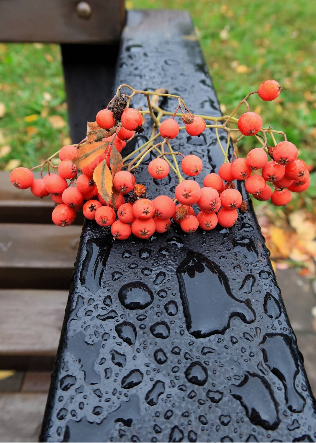 рябина,гроздь,дождь,капли, Козлова Галина