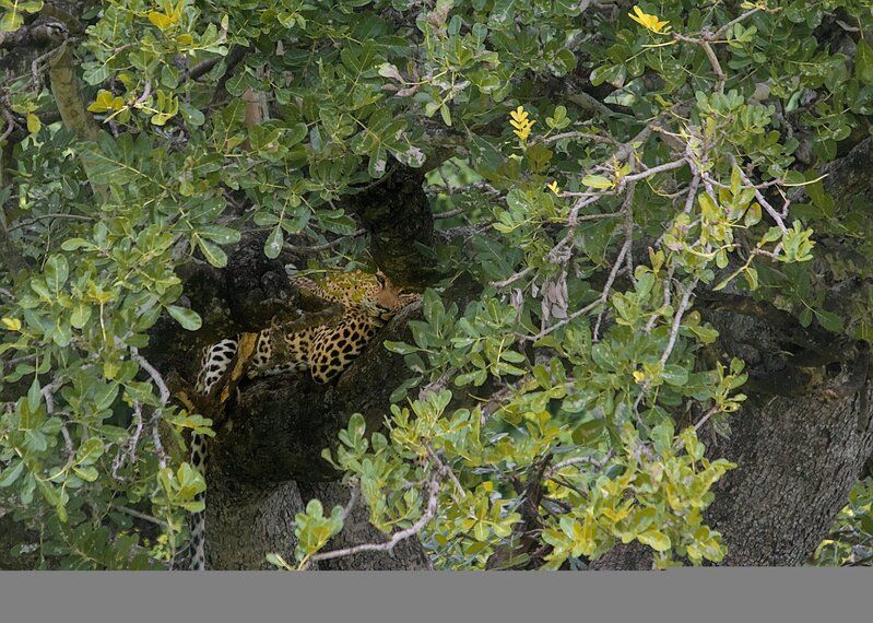 кошки, леопард, африка, хищные животные, юар Отдыхая в тениphoto preview