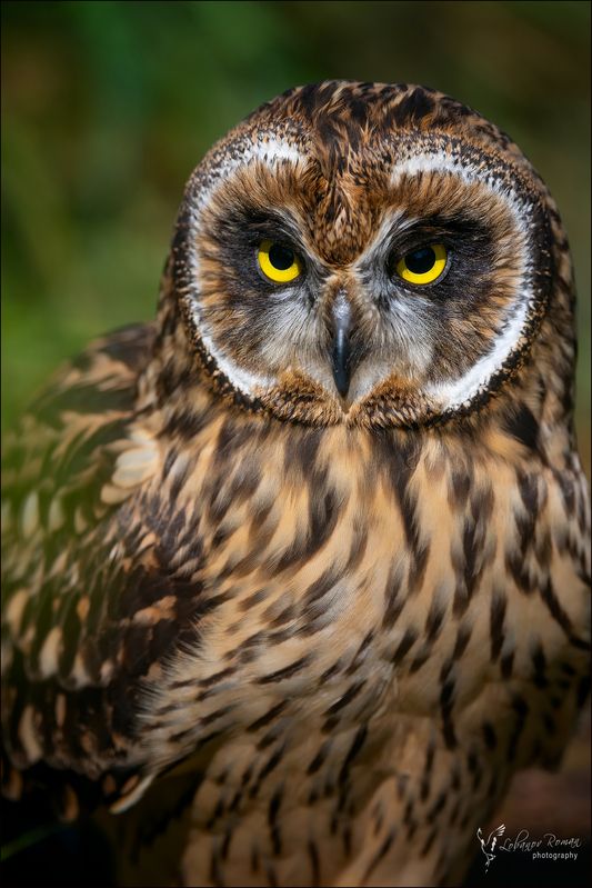 «Птица мудрости»photo preview