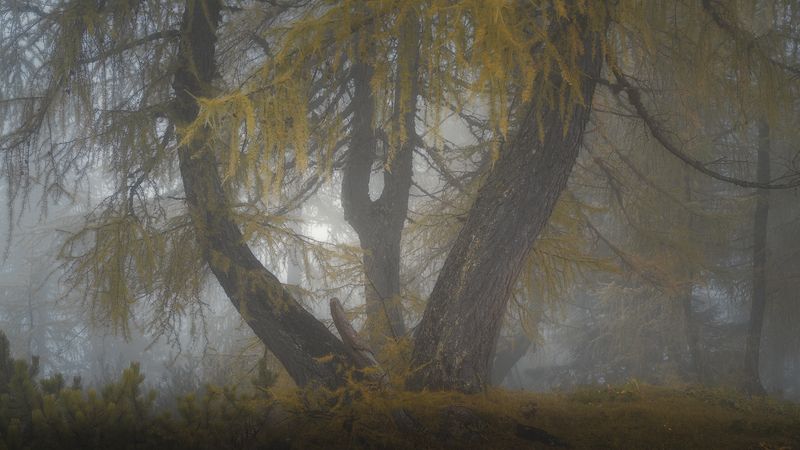 The Dreaming Treephoto preview