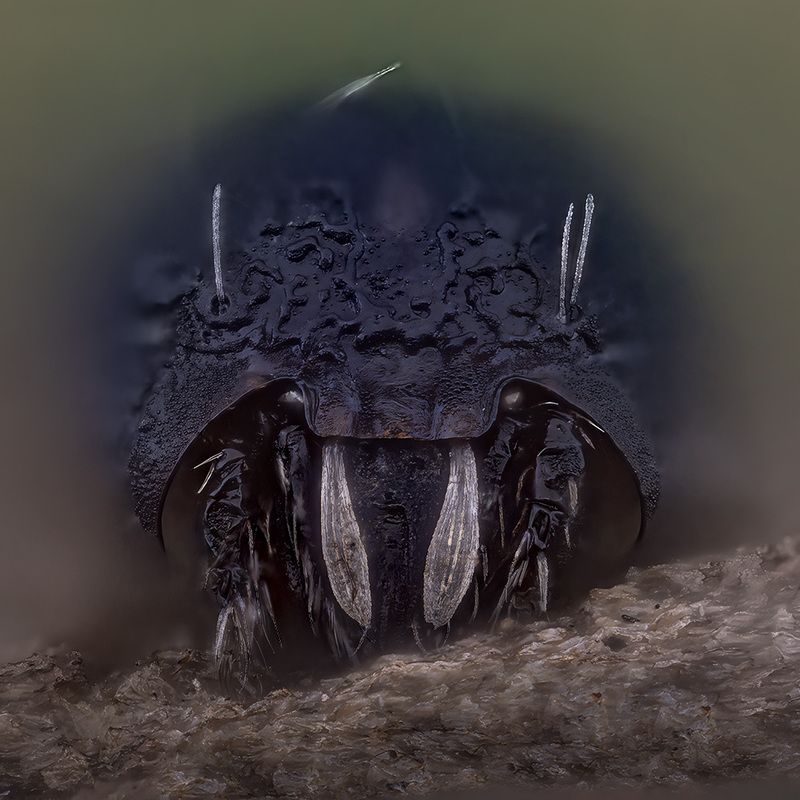 arachnida, eupelops occultus, почвенный клещ Клещphoto preview