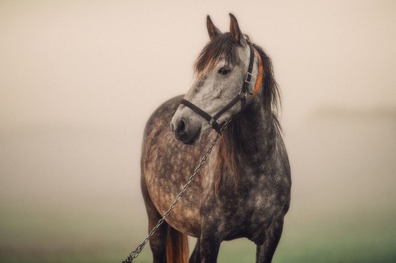 лошадь, конь, животное, природа, рассвет, утро, туман, поле, силуэт, минимализм, уединение, спокойствие, красота, пейзаж. Лошадь на рассветеphoto preview