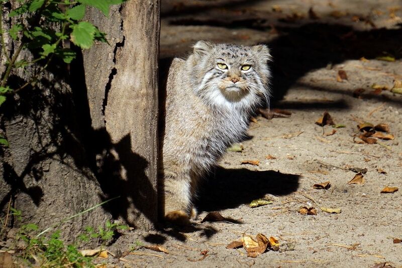 кот, манул, кот манул, кошки, малые кошки, звери, хищные, животные, Кот манул.photo preview