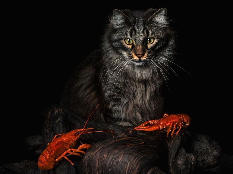 cat#portrait Кого бы сожрать......photo preview