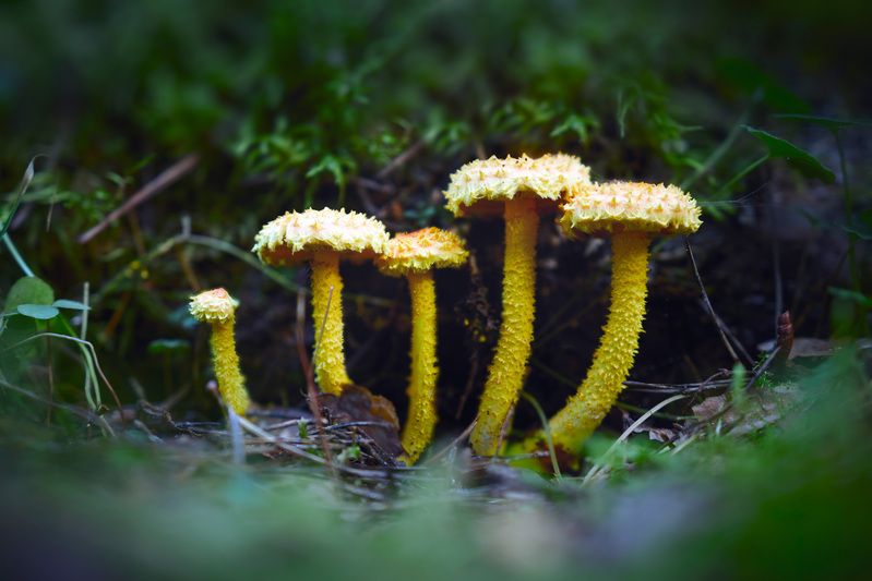 грибы Грибочкиphoto preview