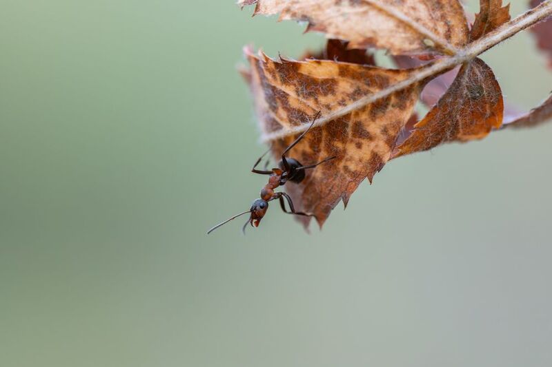 муравейphoto preview